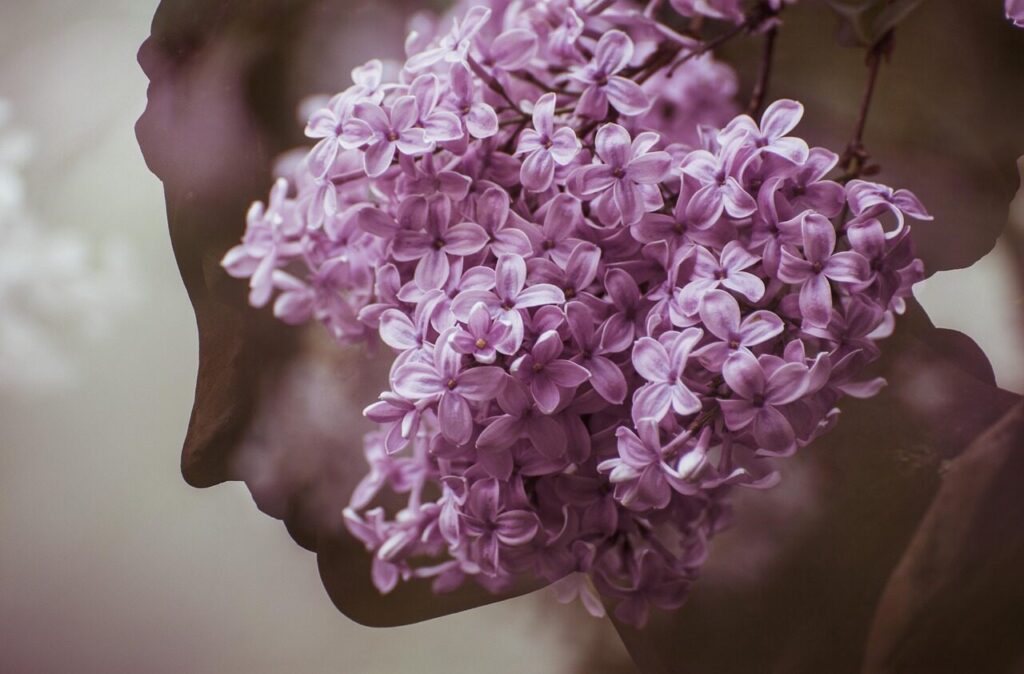 woman, gracefulness, double exposure, lilac, purple flower, silhouette woman, beautiful flowers, woman head, silhouette, blossom, flower wallpaper, flower background, bloom, flora, flower, nature, female, head
